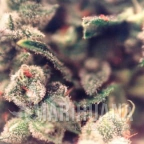 Sweet Soul - FEMALE SEEDS