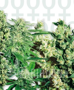 FEMINIZED MIX - SENSI SEEDS
