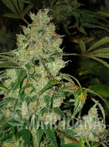 JACK FLASH #5 - SENSI SEEDS