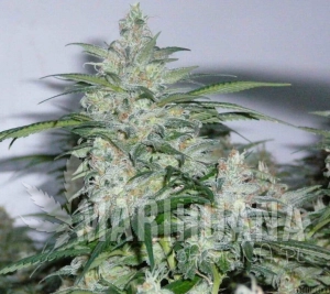 NORTHERN LIGHTS - SENSI SEEDS
