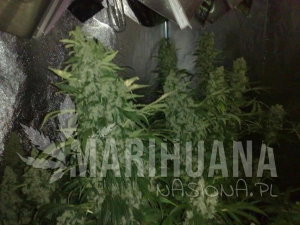 NORTHERN LIGHTS #5 X HAZE - SENSI SEEDS