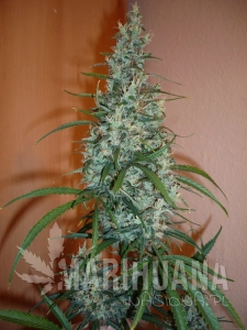SILVER HAZE #9 - SENSI SEEDS