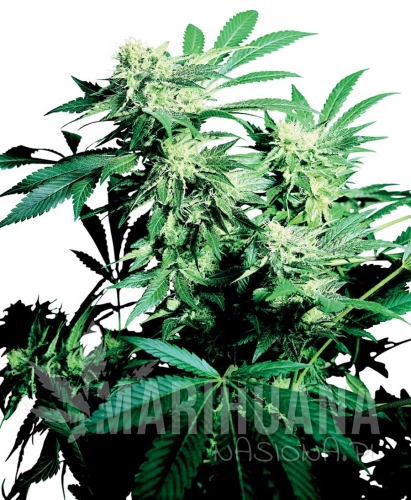 SENSI SEEDS - SKUNK KUSH