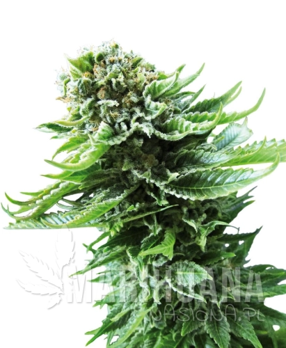 SENSI SEEDS - NORTHERN LIGHTS AUTOMATIC