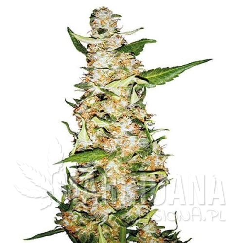 SENSI SEEDS - SKUNK #1 AUTO
