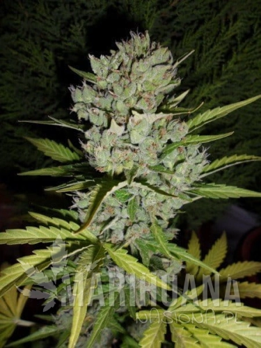 SENSI SEEDS - SUPER SKUNK AUTO