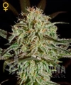 GREEN HOUSE SEEDS - AMS