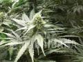 GREEN HOUSE SEEDS - AMS