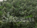 GREEN HOUSE SEEDS - AMS
