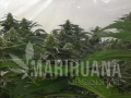 GREEN HOUSE SEEDS - AMS