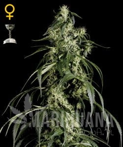 GREEN HOUSE SEEDS - Arjan's Haze #1