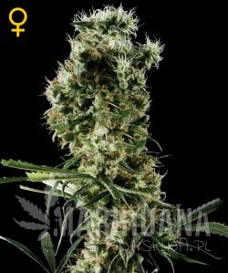Arjan's Haze #2 - GREEN HOUSE SEEDS