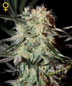 Arjan's Strawberry Haze - GREEN HOUSE SEEDS