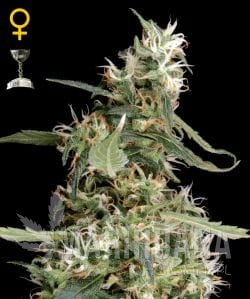Arjan's Ultra Haze #1 - GREEN HOUSE SEEDS