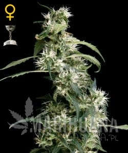 Arjan's Ultra Haze #2 - GREEN HOUSE SEEDS