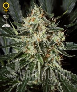 Cheese - GREEN HOUSE SEEDS