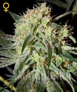 Damn Sour - GREEN HOUSE SEEDS