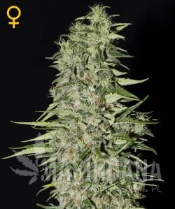 Diamond Girl - GREEN HOUSE SEEDS