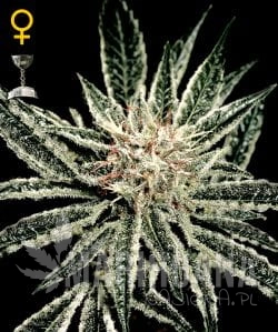 GREEN HOUSE SEEDS - El Nino