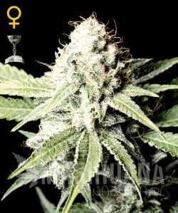 GREEN HOUSE SEEDS - Great White Shark