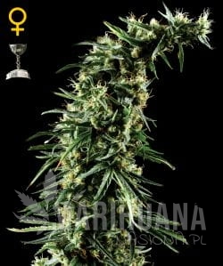 Hawaiian Snow - GREEN HOUSE SEEDS