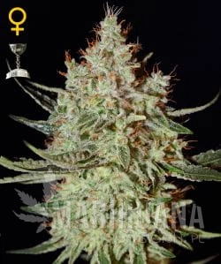 K-Train - GREEN HOUSE SEEDS