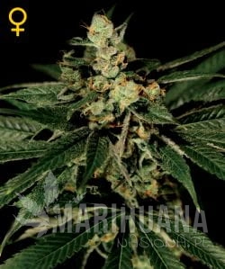 Train Wreck - GREEN HOUSE SEEDS