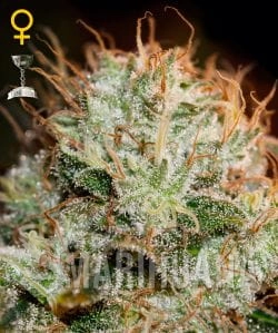 Kaia Kush - GREEN HOUSE SEEDS