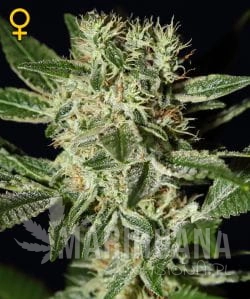 Ladyburn 1974 - GREEN HOUSE SEEDS