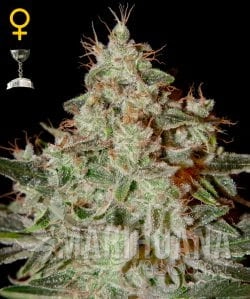 Lemon Skunk - GREEN HOUSE SEEDS