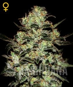 GREEN HOUSE SEEDS - Moby Dick