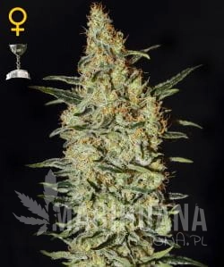 Neville's Haze - GREEN HOUSE SEEDS