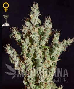 NL5 Haze Mist - GREEN HOUSE SEEDS