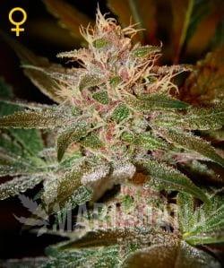 Pure Kush - GREEN HOUSE SEEDS