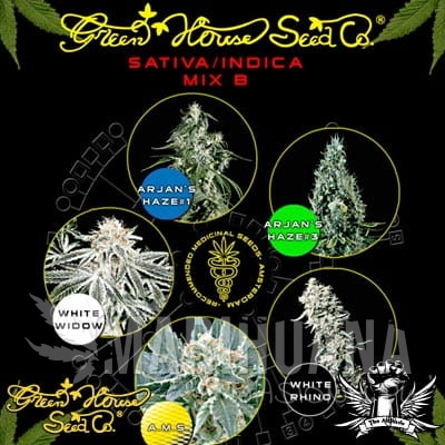 GREEN HOUSE SEEDS - Sativa/Indica Mix B