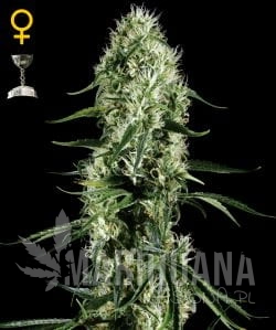 GREEN HOUSE SEEDS - Super Silver Haze