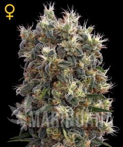 The Church - GREEN HOUSE SEEDS