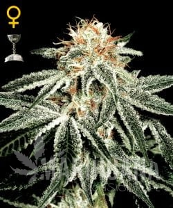 White Widow - GREEN HOUSE SEEDS