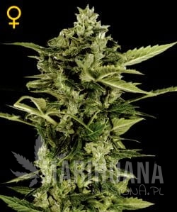 Auto Bomb - GREEN HOUSE SEEDS