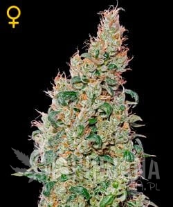 GREEN HOUSE SEEDS - Green-O-Matic