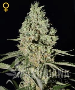 Super Critical Auto - GREEN HOUSE SEEDS
