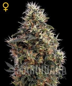 Sweet Mango Auto - GREEN HOUSE SEEDS