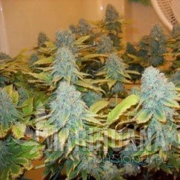 Aurora Indica - NIRVANA