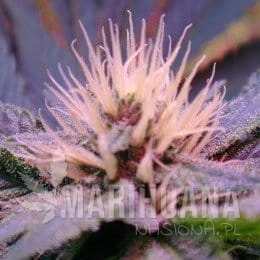Blue Mystic - NIRVANA