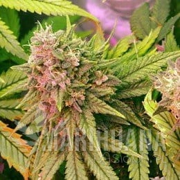 Bubblelicious - NIRVANA