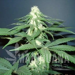 Master Kush - NIRVANA