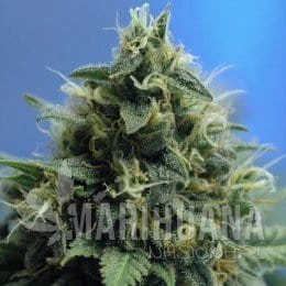New York Power Diesel - NIRVANA