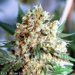 Northern Light Auto - NIRVANA