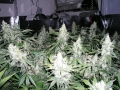 NIRVANA - Northern Light Auto