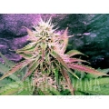 NIRVANA - Northern Light Auto